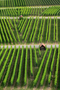wine grapes on vine stock wine grapes on vine stock